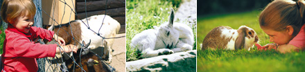 Nature et animaux au Signal de Bougy
