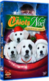 Les chiots Noël, la relève est arrivée